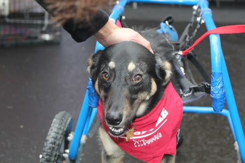 Pasado's Safe Haven (Wheelchair dog) by Jimmy Jump