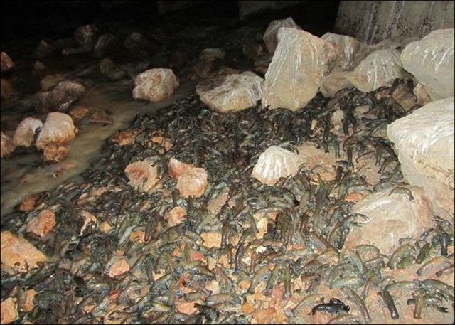River Run Over With Crayfish