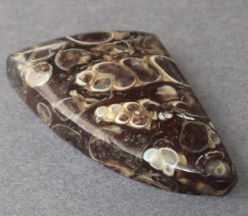 Turritella Fossil