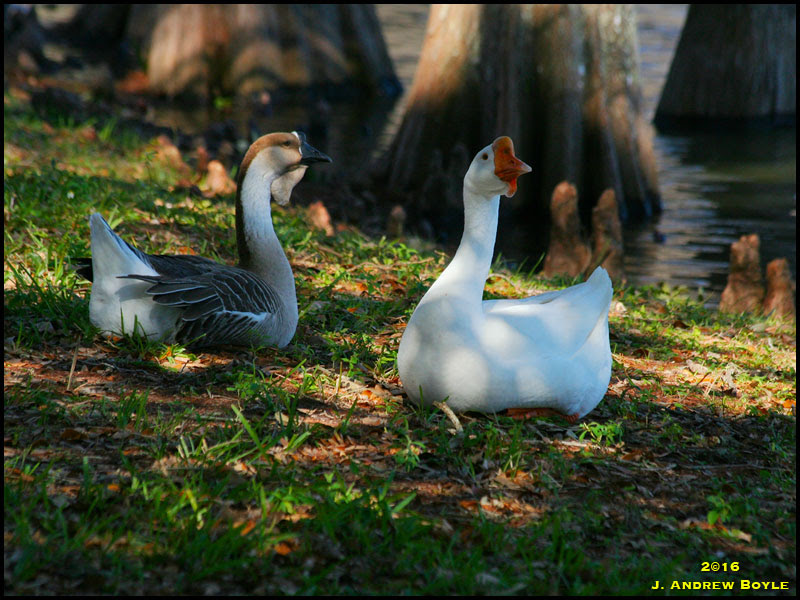 Swan Goose Swan Goose