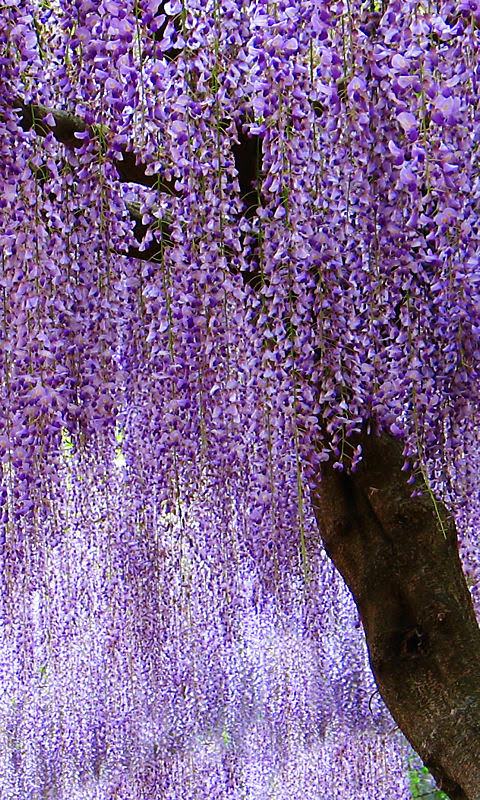 藤の花 藤棚携帯待受画像 無料壁紙