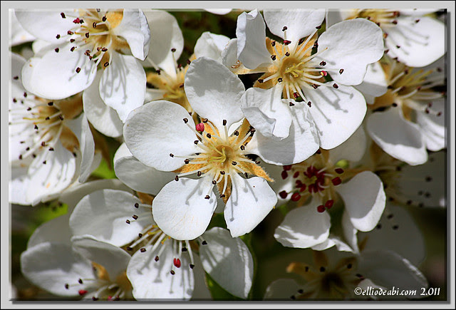 flor de cerezo