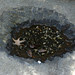 Stone Basin, Rock Garden
