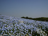 ネモフィラ 写真素材無料壁紙