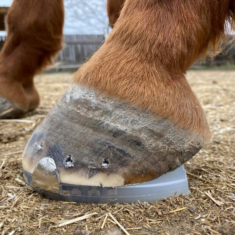 Blog Okanagan School Of Natural Hoof Care