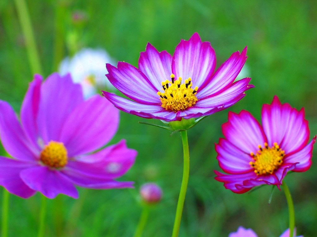 秋桜 コスモス の花 壁紙写真 四季の彩り壁紙写真集