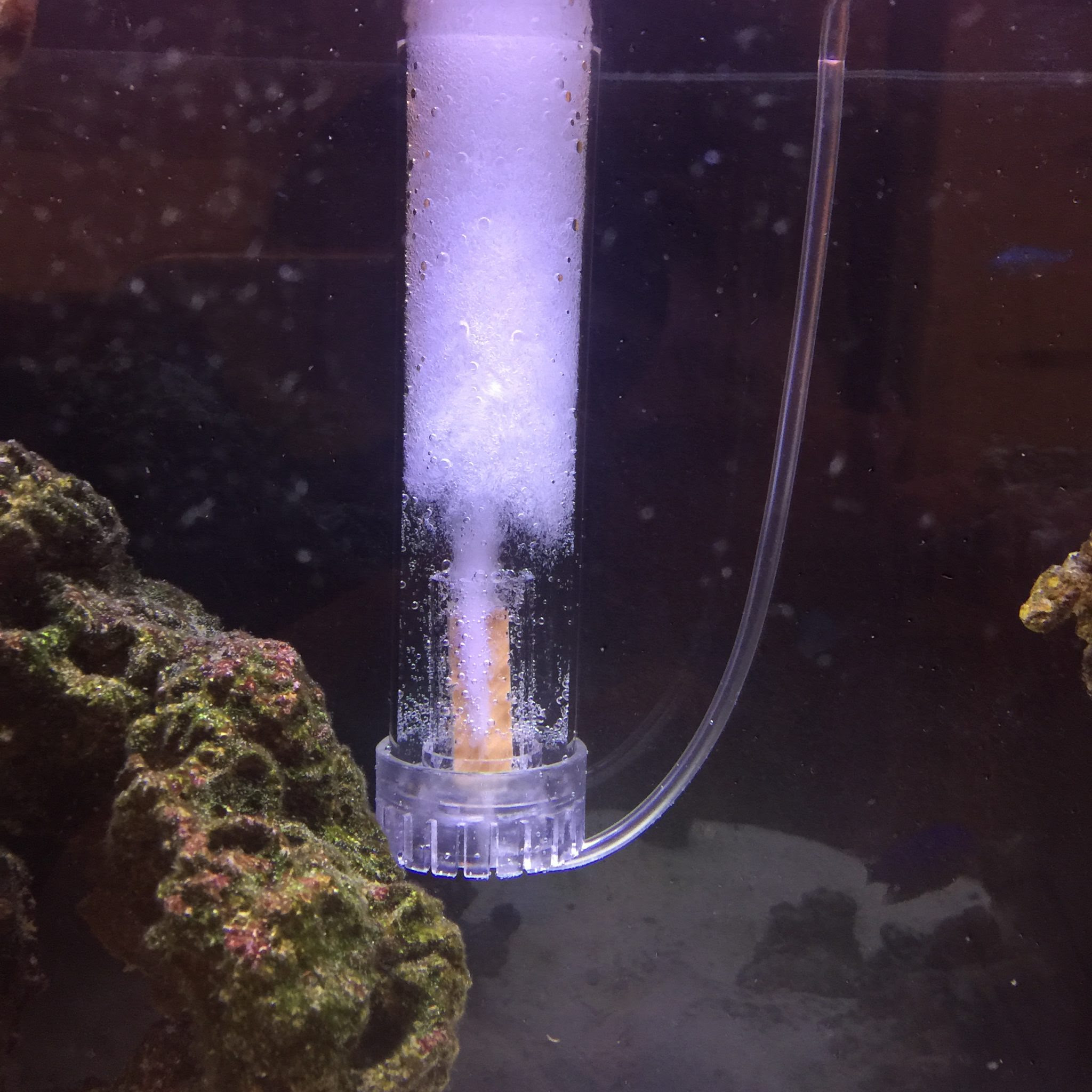 海水魚を長生きさせるために絶対に必要な3ヶ条をお伝えしたいと思います マリンアクアリウム総合情報サイト
