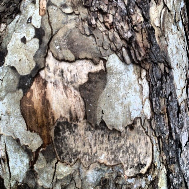 bark