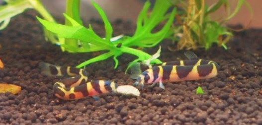 にょろにょろわーるど