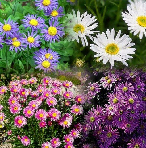 aster tongolensis wartburg star