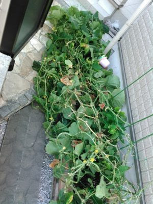 キュウリ17 10 ネットが切れる ご機嫌なプランター菜園