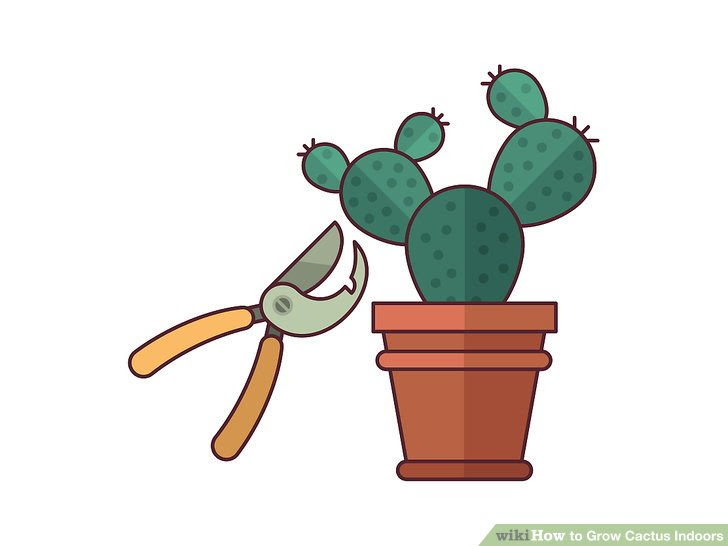 Grow Cactus Indoors Step 1 Version 3.jpg