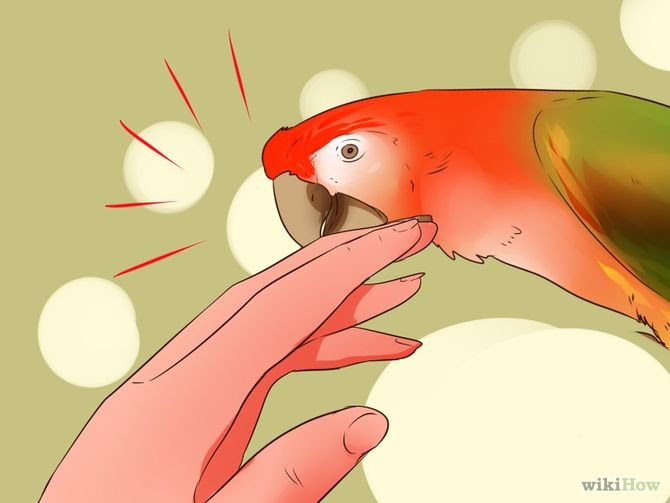 Train Your Bird Step 14.jpg