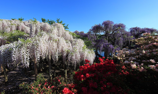 Japanese wisteria / Wisteria floribunda / 藤(フジ)