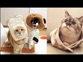 おもしろ動物 癒さ れる 可愛い 動物 153474