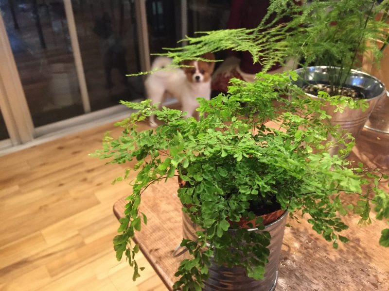 プロが伝授 アジアンタムの土植えからハイドロカルチャーへ植え替えるコツは ハイドロカルチャーで楽しもう