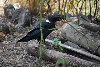 SafariBirds-01