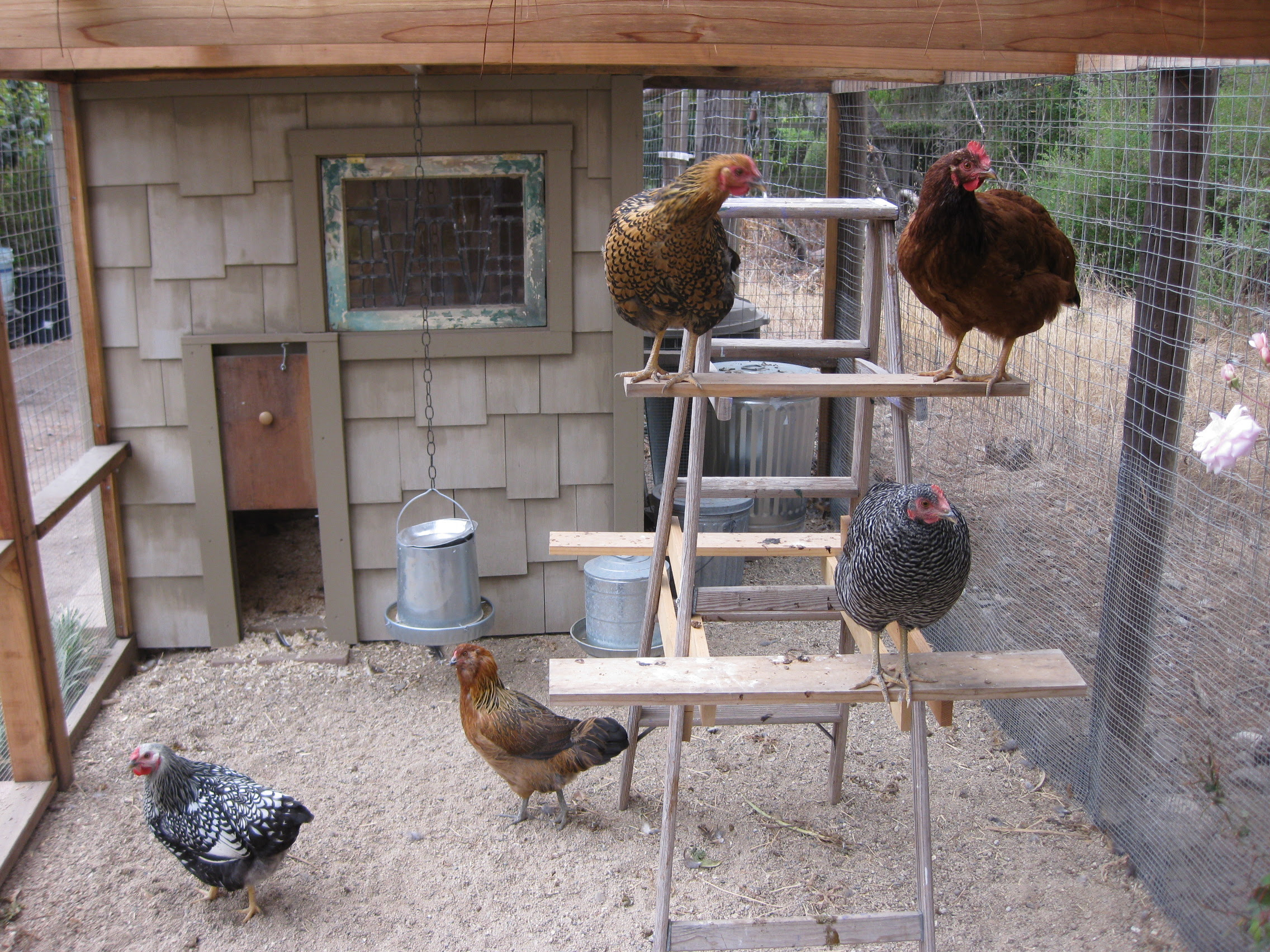 Floor Space for Chicken Coop and Runs - Raising Chickens ...