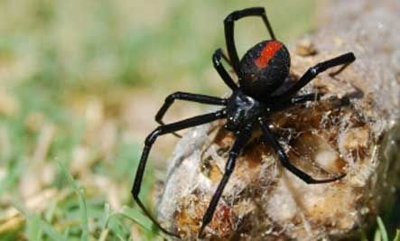 REDBACK SPIDER (LABA-LABA PUNGGUNG MERAH) REDBACK SPIDER (LABA-LABA PUNGGUNG MERAH)