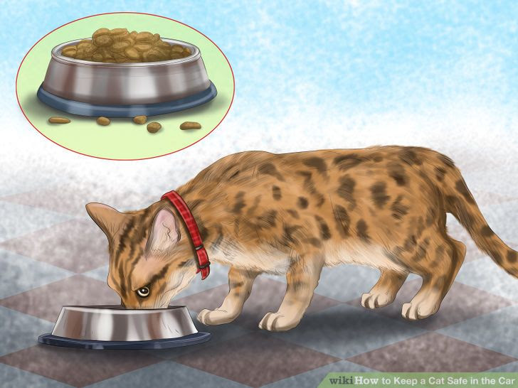 Keep a Cat Safe in the Car Step 11.jpg