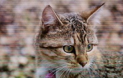 Expose Sur Les Chats Le Petit Saint Vincent