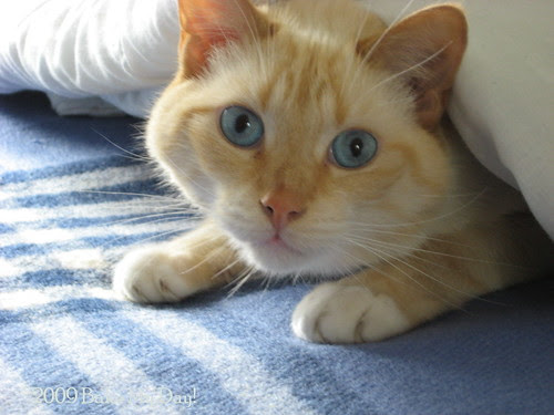 Milo (or Jaws as in the Big White)