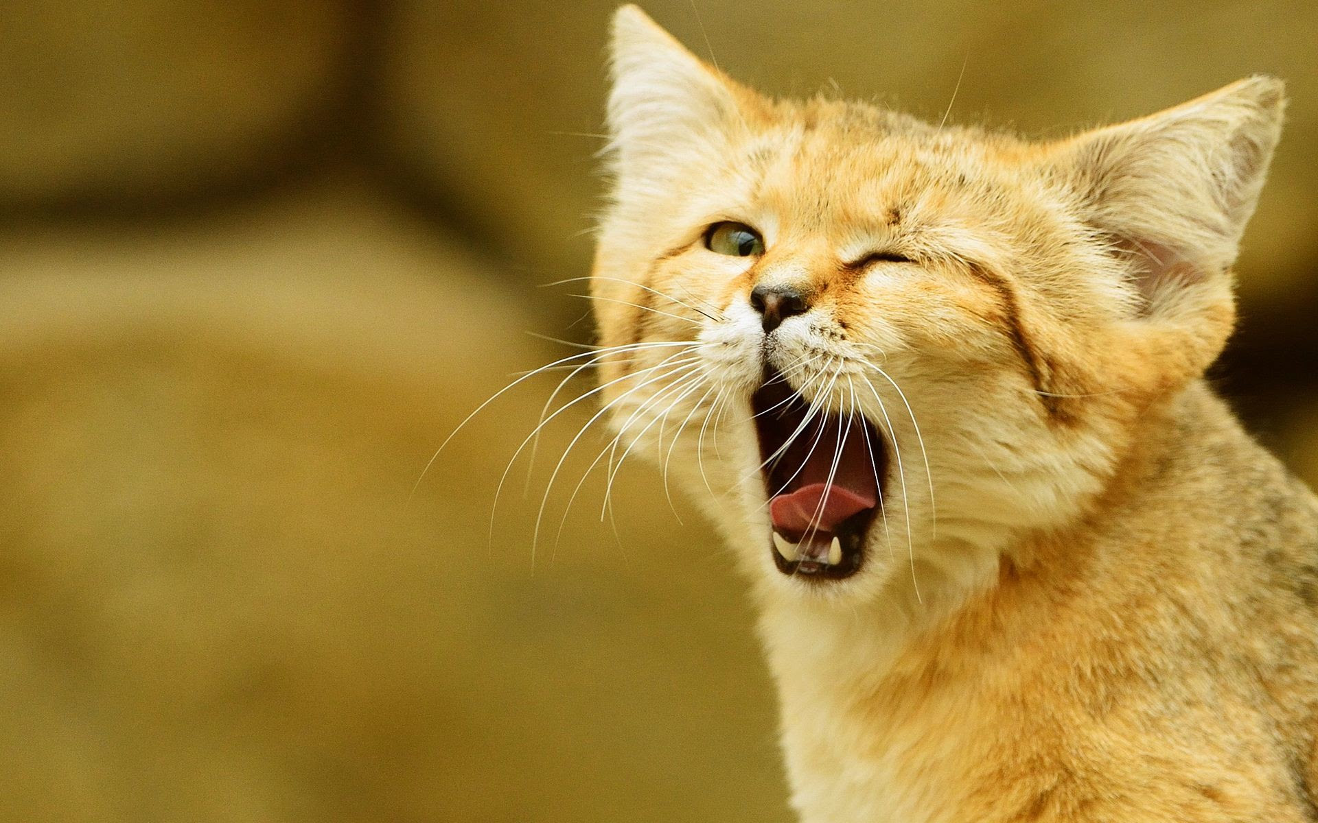 Cool Cat HD Wallpaper (66+ images)