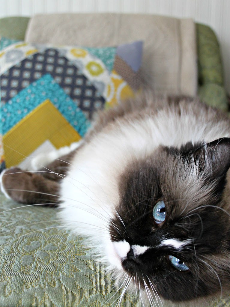 Blue-eyed Lily
