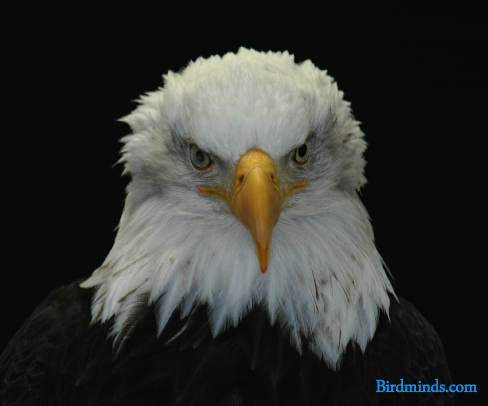 Eagle families can occupy a single tree for a century or more and the 
