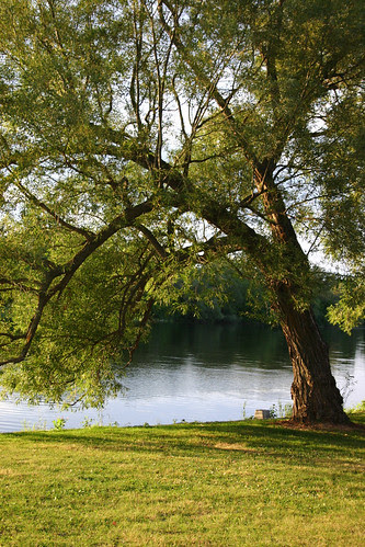 Just a Tree