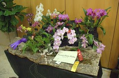 Ironwood Estates Orchids Display