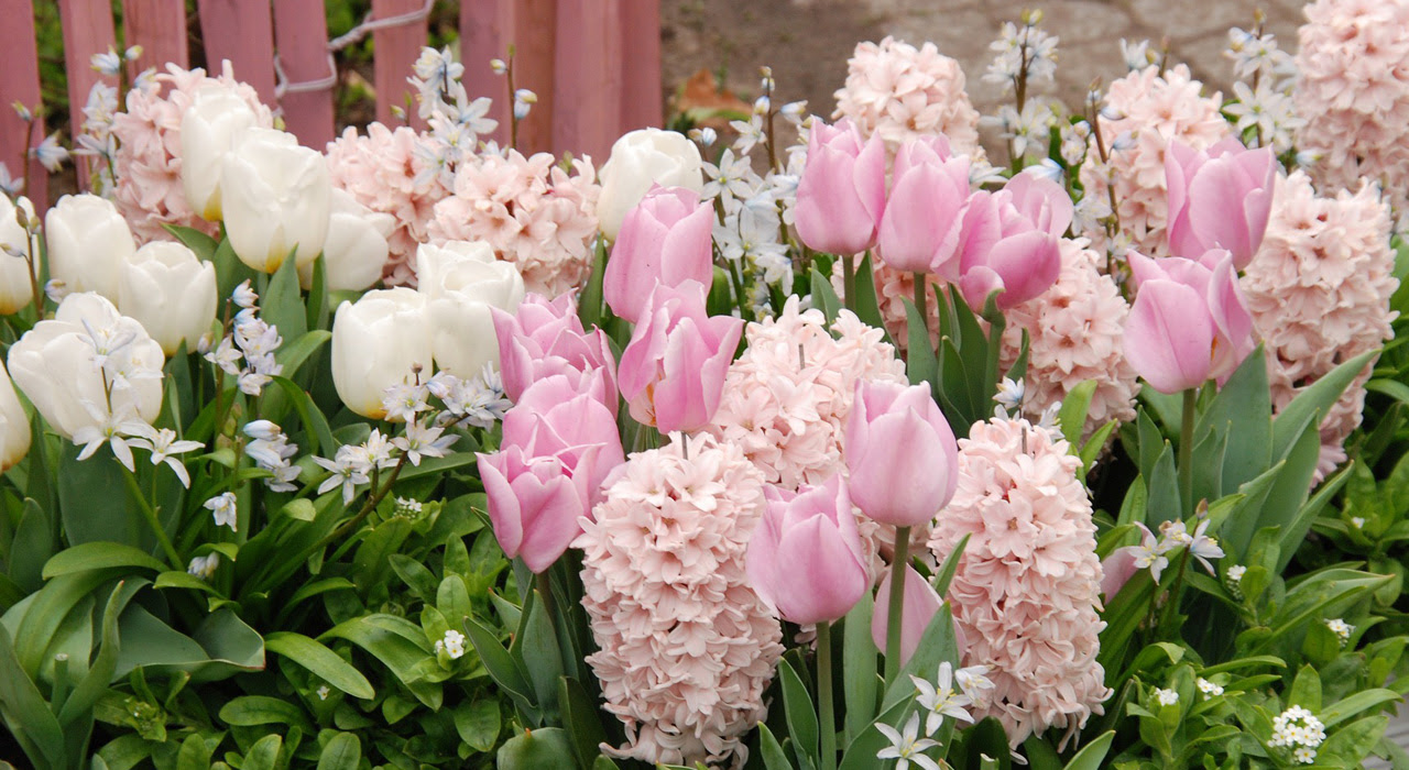 植木鉢で咲かせたい 春の花選 寄せ植えにも使いやすい草花たちも 植木鉢ナビ