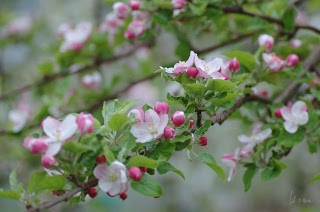 りんごの花が開花しました お知らせ 天龍峡の川下りや桜 紅葉情報 名勝天龍峡温泉観光協会 長野県飯田市