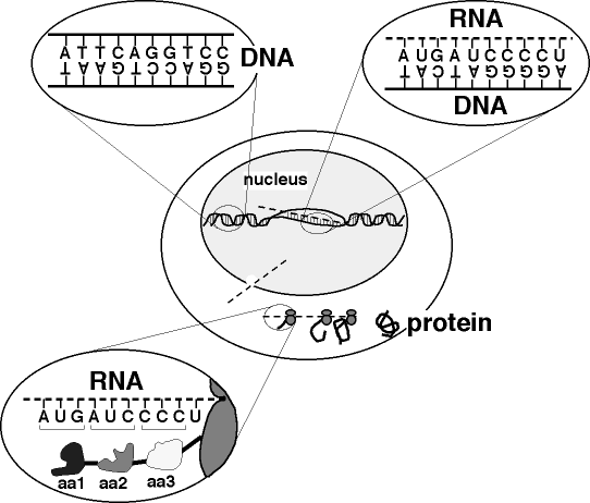 Plagiarized Errors and Molecular Genetics