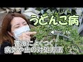 いろいろ 観葉 植物 白い 粉 118092-観葉植物 白い粉 ベタベタ