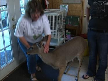 Texas Squirrels Rehab In Oklahoma - NewsOn6.com - Tulsa ...