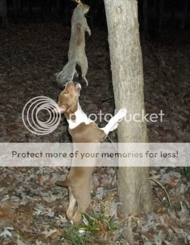 Squirrel dog training "I haven't a clue"