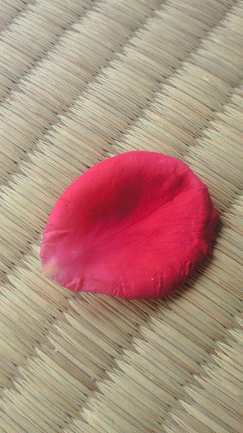 畳の上に一枚の薔薇の花びら 写真共有サイト フォト蔵
