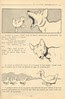 lapin vert p36