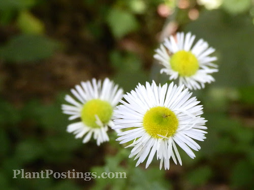 erigeron