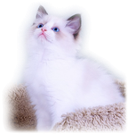 Кошки aramat