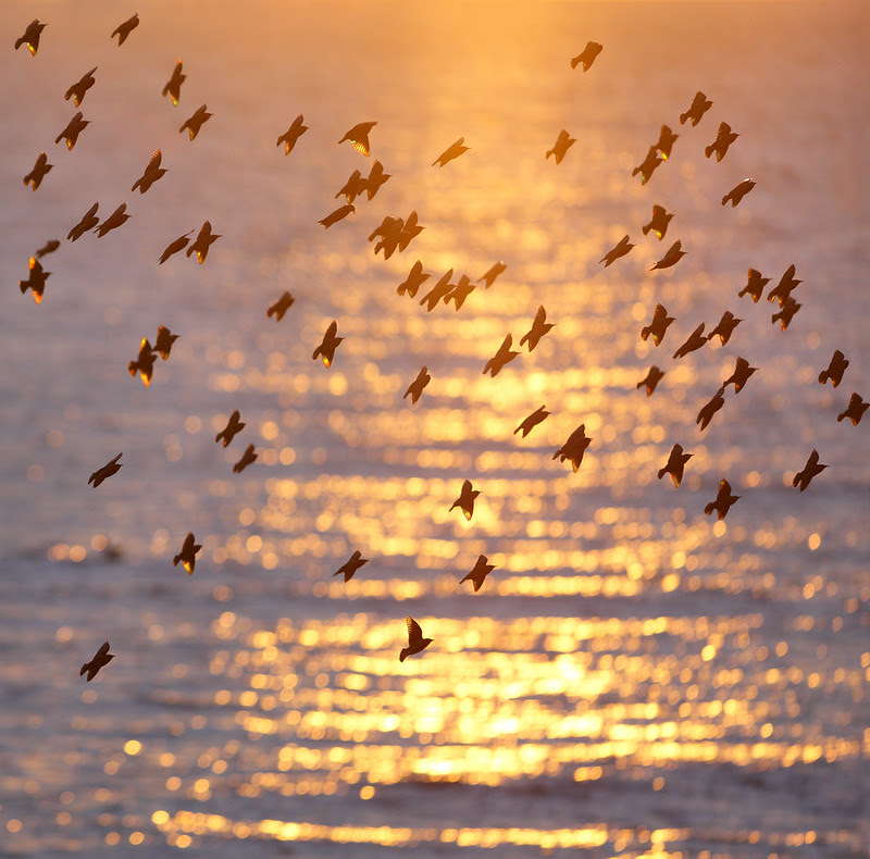 Starlings over sea