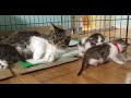 200以上 ハスキー 猫 ロージー 909135