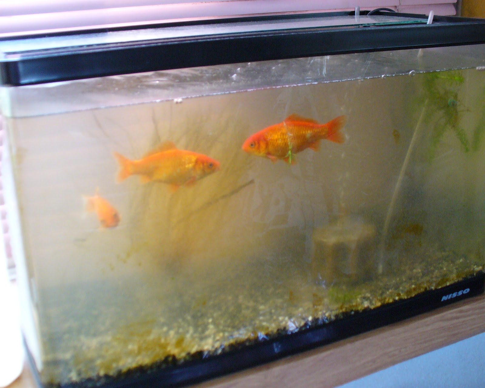 金魚水槽の茶コケ 紙コップ水槽