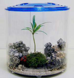 ドワーフクラブ Petit Aqua プチアクア 神畑養魚株式会社