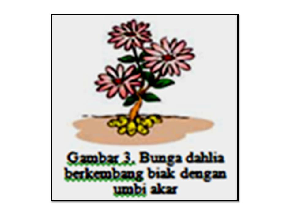 Biologi Karang Jenis Perkembangbiakan  Tumbuhan dan Hewan 