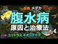 最高のコレクション プラ��ィ 病気 お腹 186070-プラテ��� 病気 お腹