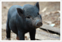 Dont ya think pigs can really fly?