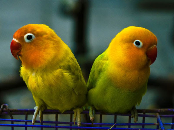 ボタンインコの販売 ワールド牧場