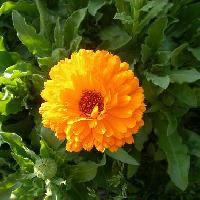 はなq 花の色から検索 春に咲くオレンジ 橙色の花を写真で探す草花 樹木の図鑑